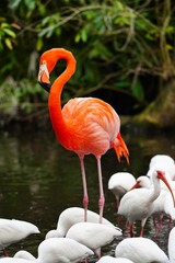 A pink flamingo bird with a long neck