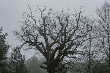 Fragment of an old oak tree