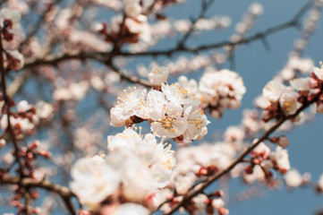 Apricot tree flowers with soft focus. Spring white flowers on a tree branch. Template for design. Apricot tree in bloom. Spring, seasons, white flowers of an apricot tree close-up.