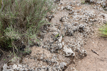 Lizard on the rock