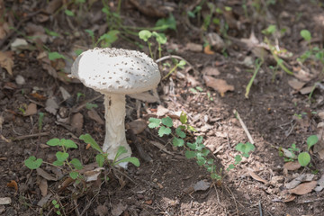 White mushroom in the forest