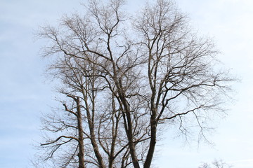 Bare tree isolated background