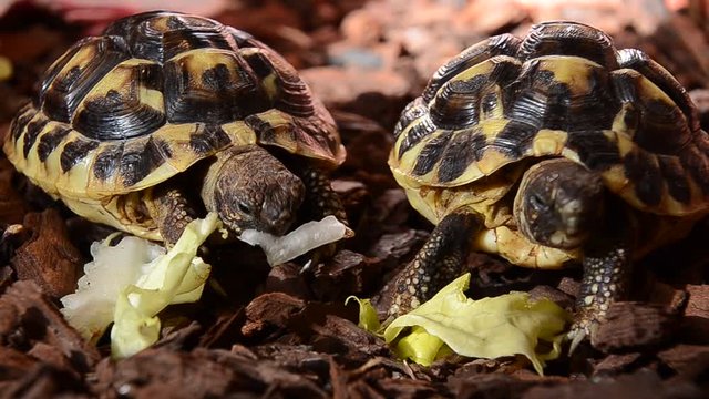closeup of little turtles feeding lettuce