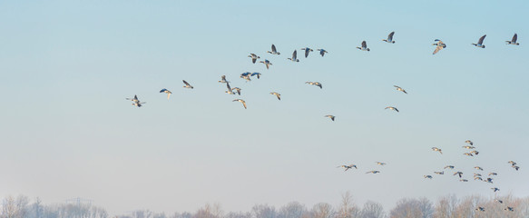 Geese flying over the landscape of a natural park in winter
