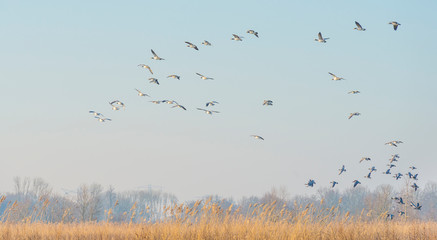 Geese flying over the landscape of a natural park in winter