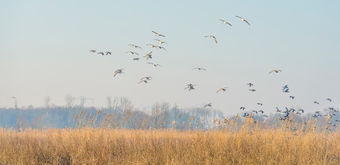 Geese flying over the landscape of a natural park in winter