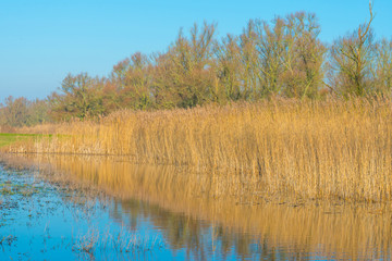 Yellow reed along the edge of a lake in sunlight in winter