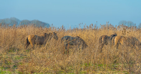 Horse in a field with reed in a natural park in sunlight in winter © Naj