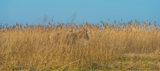 Horse in a field with reed in a natural park in sunlight in winter © Naj