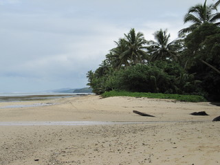 a sandy beach with palm trees in Thailand
