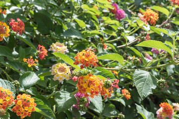 Botanical Garden of Catania Sicily