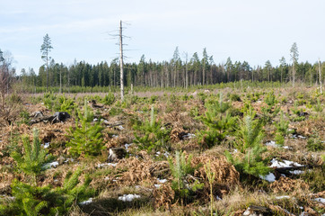 Sunlit pine tree plantation with a dead tree