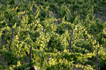 Fototapeta na wymiar Grapes grow on vines in a vineyard in the Chianti region of Tuscany in Italy near Siena.