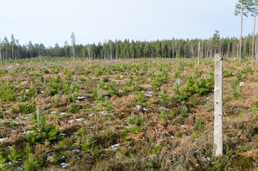 Fototapeta na wymiar High stump left in a pine tree plantation