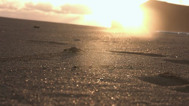 Green turtle baby hatchling walking over the sand towards the sea during golden hour, in Comoros islands, Moheli