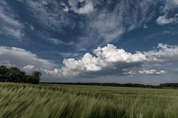 Obraz na płótnie Canvas green field and blue sky