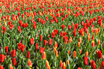Red tulips in Keukenhof Gardens Netherlands