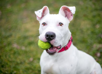 A white Pit Bull Terrier mixed breed dog holding a ball in its mouth