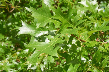 scarlet oak leaves, Quercus coccinea
