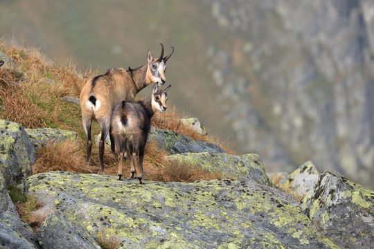 Tatra chamois ( rupicapra rupicapra tatrica )  , taken in national park Low Tatras Slovakia