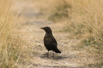 close up of common blackbird (Turdus merula)