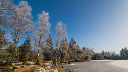 Bäume im Frost am Seeufer