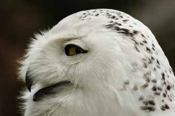 close up of snowy owl (Bubo scandiacus)