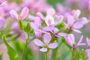 beautiful blooming spring flowers. spring season