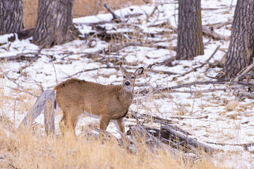 Colorado Wildlife. Wild Deer on the High Plains of Colorado