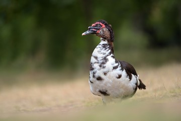 wild lived duck from the river