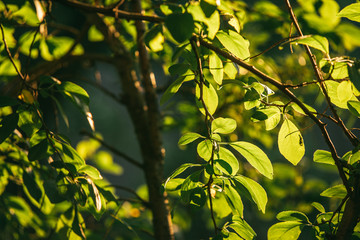 juicy leaves of the garden tree, illuminated by the bright evening sun. Selective focus macro shot with shallow DOF
