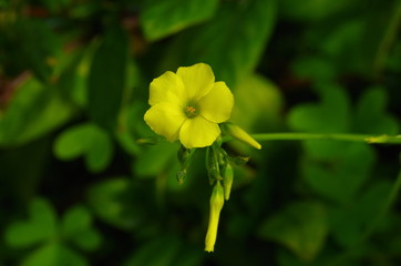 Oxalis pes-caprae