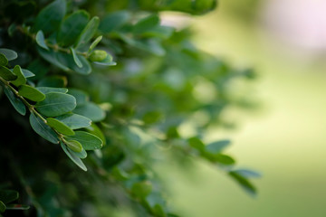 Fototapeta na wymiar Evergreen buxus bush background (Buxus sempervirens). Selective focus on fresh green boxwood bush leaves in the nature. Copy space.