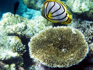 Underwater photography, fish, turtles, sharks in the Maldives