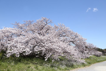 東京　多摩川土手の桜