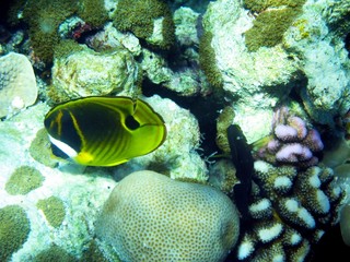 Naklejka na ściany i meble Underwater photography, fish, turtles, sharks in the Maldives