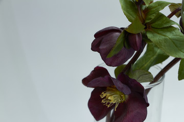 Close-up of several colors of purple hellebore in a glass vase, selective focus