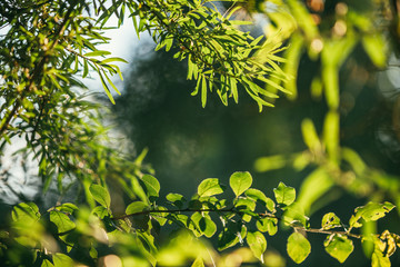Frame of juicy leaves of different plants in the garden, illuminated by the bright evening sun. Selective focus macro shot with shallow DOF