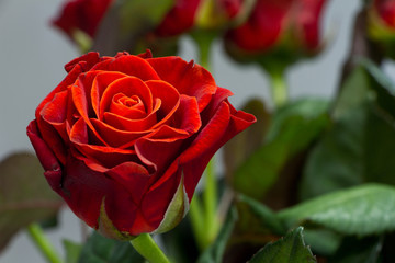 Bouquet of beautiful red roses on a gray background, greeting or holiday concept, selective focus