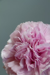 Close-up of pink carnation flower, carved carnation petals, selective focus