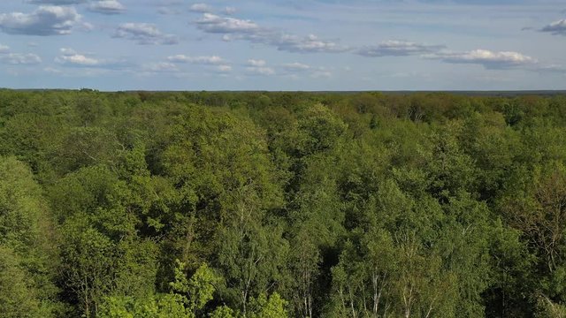 Luftaufnahme Wald im Fr&uuml;hling