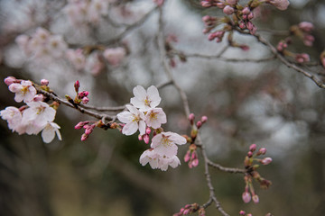 桜・満開前