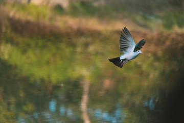 Green imperial pigeon 