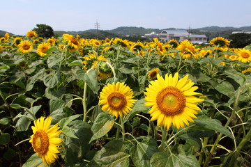 Obraz premium ひまわり畑