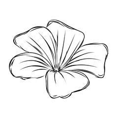 Isolated sketch of a flower