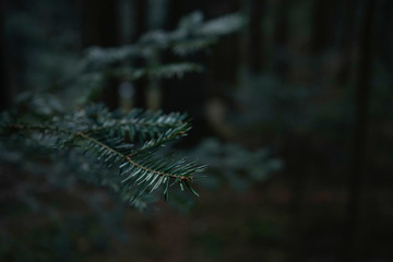 Naklejka premium Green prickly branches of fur or pine with place for text