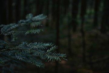Green prickly branches of fur or pine in the forest. Space for text.