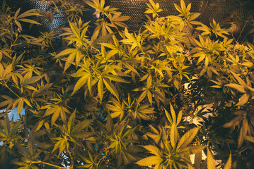 Cannabis grow