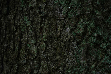 Closeup, tree bark with moss. Moss or lichen on the tree pattern.