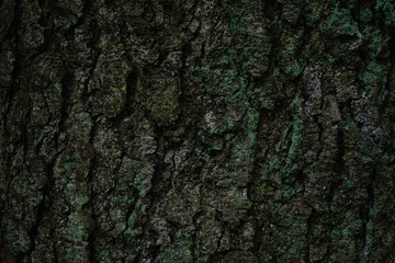 Closeup, tree bark with moss. Moss or lichen on the tree pattern.
